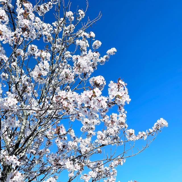 Blossoming cherry tree in Amsterdam, the Netherlands